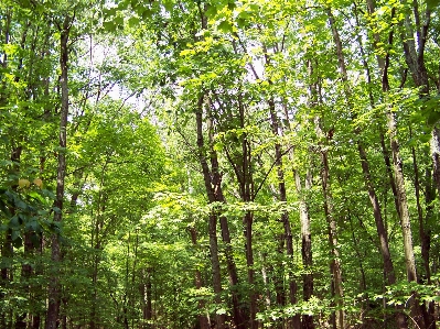 Tree nature forest wilderness Photo