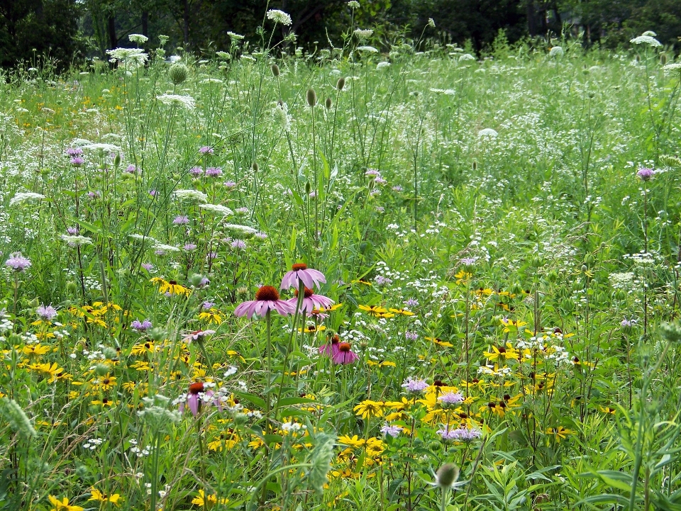 Grass growth plant field