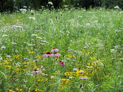 Grass growth plant field Photo