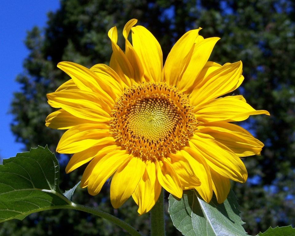 Planta cielo campo flor