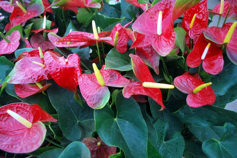 Plant leaf flower petal