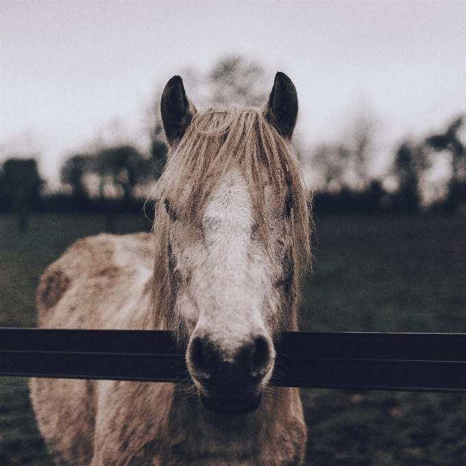 Cerca fotografía caballo mamífero