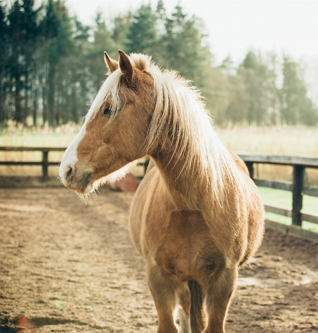 Animal pasture horse mammal