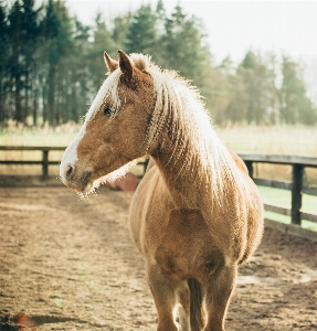 Animal pasture horse mammal Photo