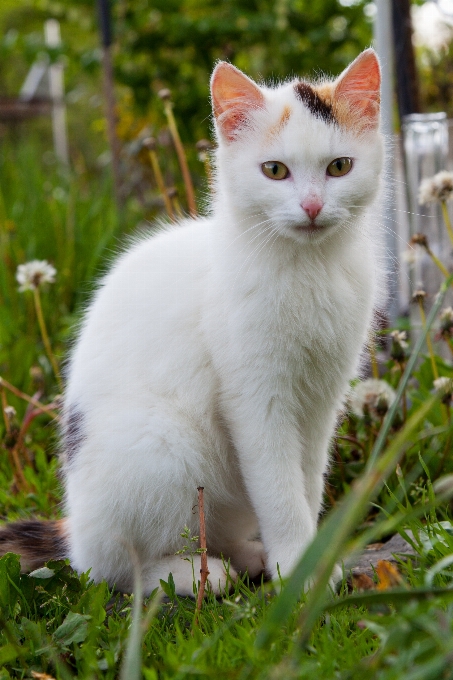 草 白 甘い 動物