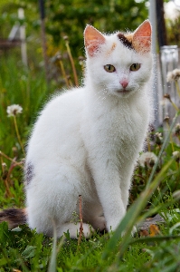 Grass white sweet animal Photo