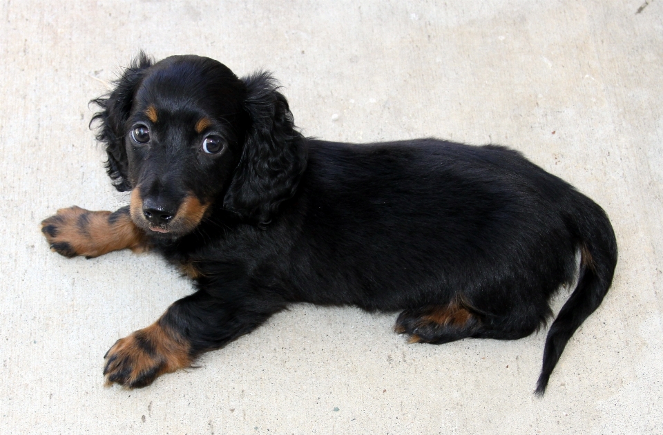 Filhote de cachorro bonitinho canino
