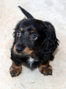 子犬 犬 かわいい 犬歯
 写真