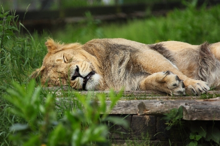 Grass animal male wildlife Photo