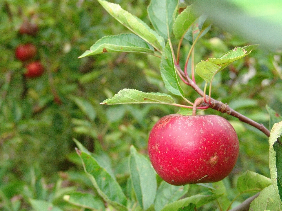 Filial plantar fruta baga