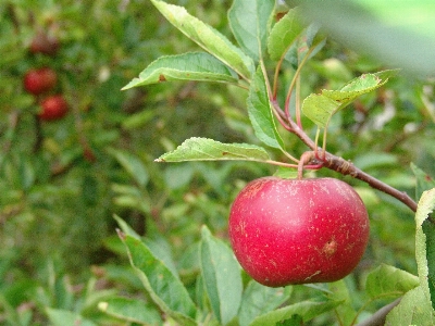 Branch plant fruit berry Photo