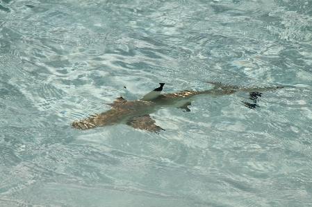 Beach sea water turtle Photo