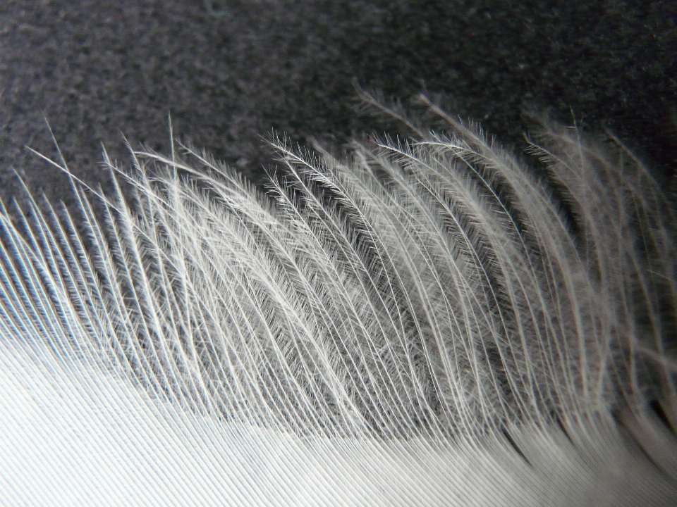 Bird wing white fur