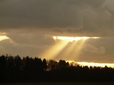 Forest horizon light cloud Photo