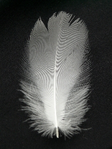 Photo Oiseau aile noir et blanc
 blanc