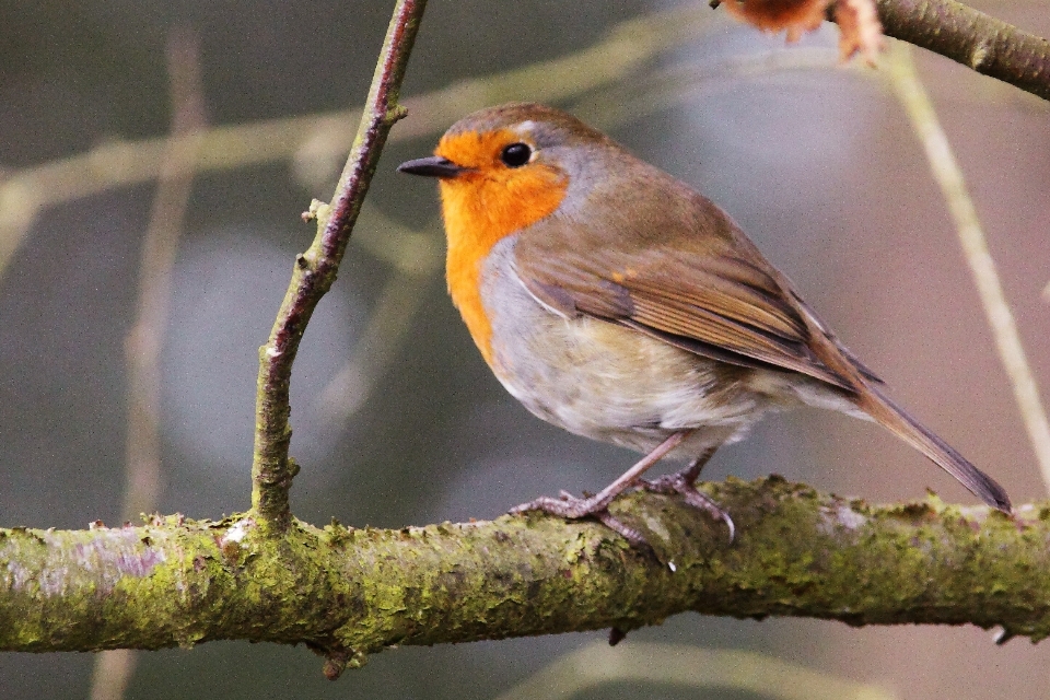 Natura ramo uccello ala