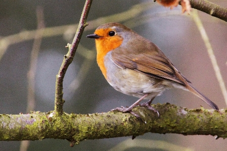 Nature branch bird wing Photo