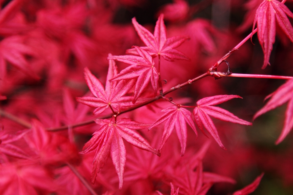 木 自然 ブランチ 植物