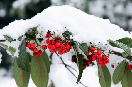 Branch blossom snow cold Photo