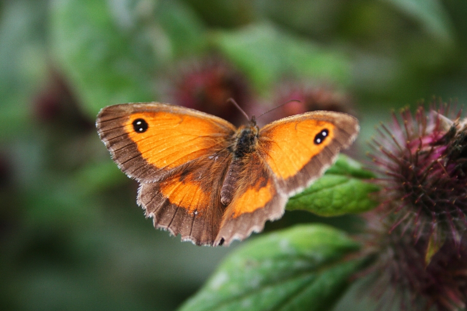 Nature wing plant photography