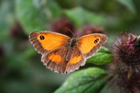 Nature wing plant photography Photo