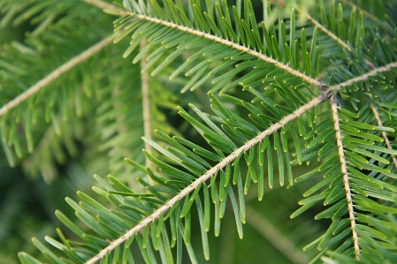 Tree nature branch needle Photo