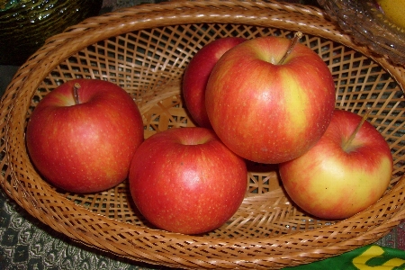 Apple plant fruit fall Photo