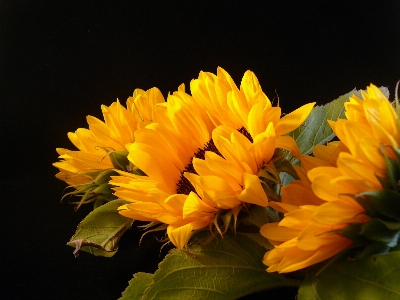 Plant leaf flower petal Photo