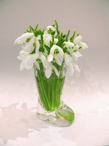 Plant flower vase spring Photo