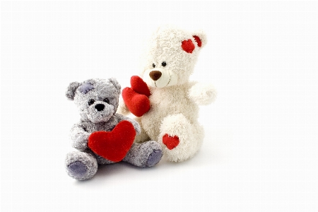 White animal bear love Photo