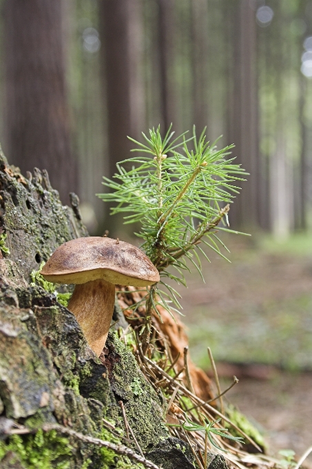 Tree nature forest branch