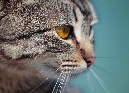 Photo Animal de compagnie chat mammifère moustache
