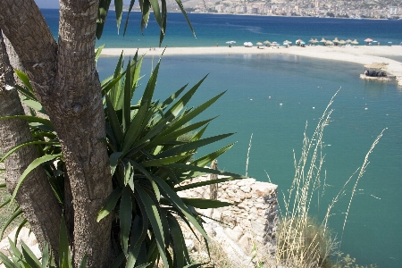 Beach sea coast tree Photo