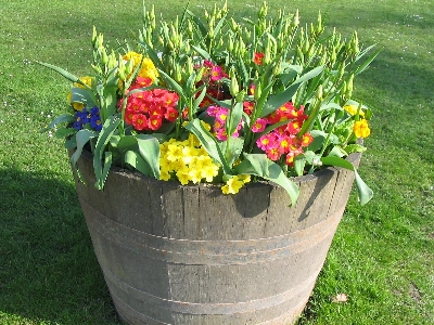 Anlage rasen blume blühen Foto