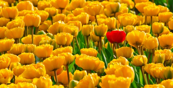 Nature blossom plant field Photo