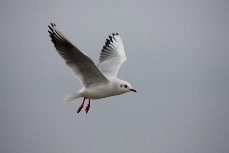 Beach bird wing sky Photo