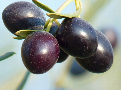 Nature branch plant fruit Photo