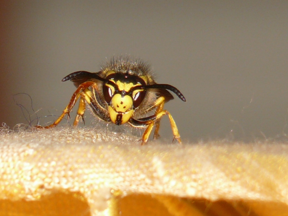 Fliege insekt makro gelb