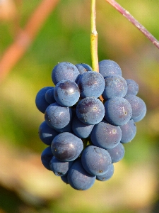 Photo Bifurquer usine raisin vine