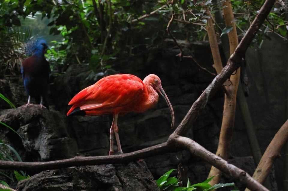 Bosque pájaro fauna silvestre zoo