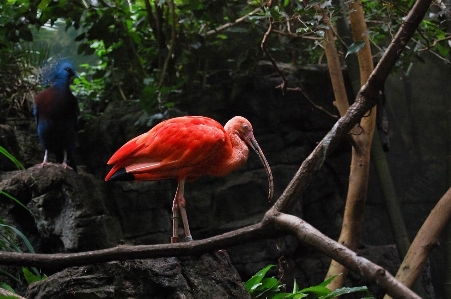 Foto Floresta pássaro animais selvagens jardim zoológico