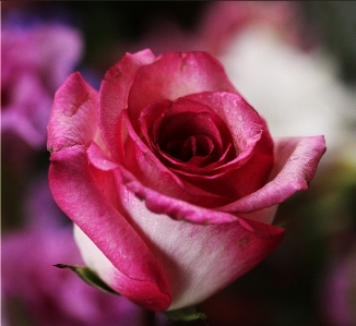 Blossom plant photography flower Photo