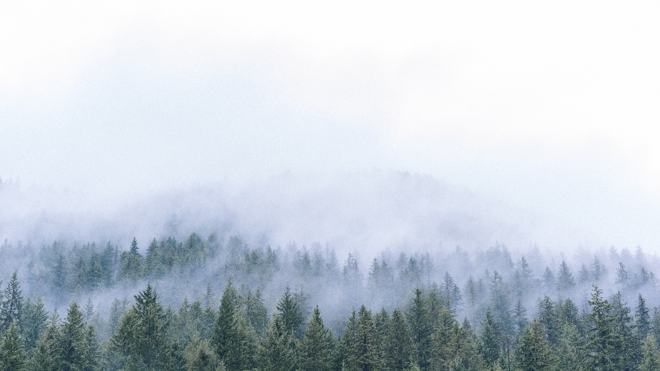 Tree forest mountain winter