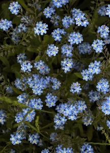 Blossom plant flower summer Photo