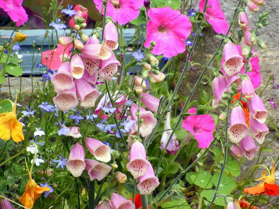 Plant flower petal floral