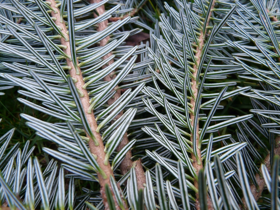 Albero erba ramo pianta