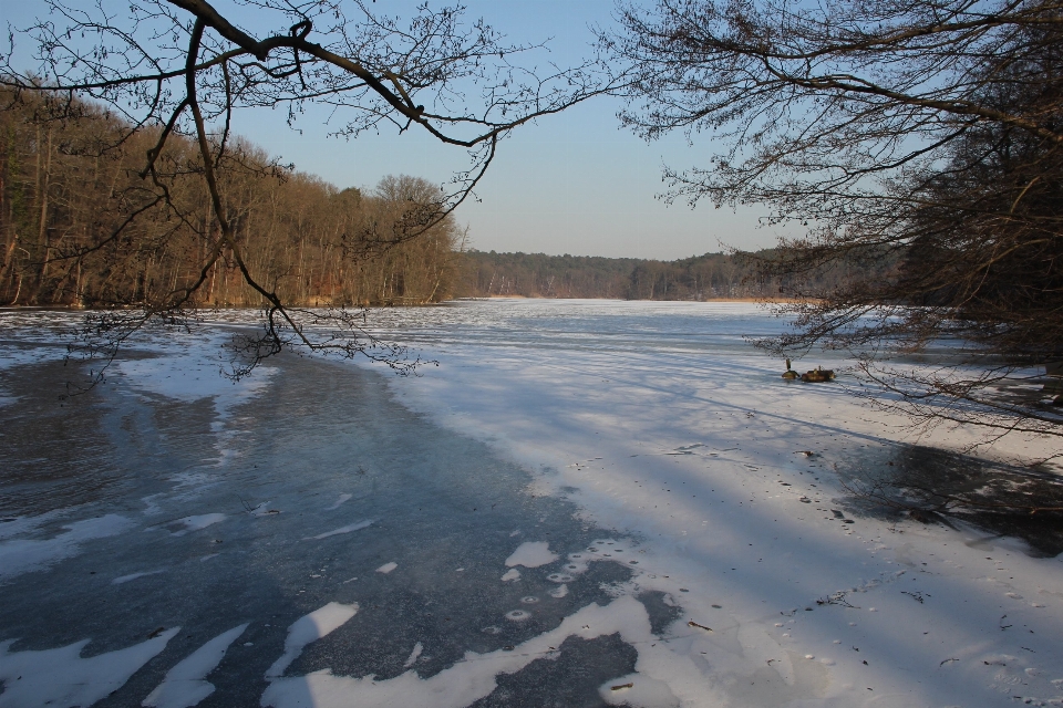 Landscape tree water wilderness