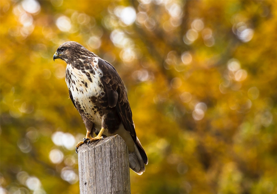 Nature branch bird wing