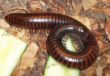 Feet insect fauna invertebrate Photo