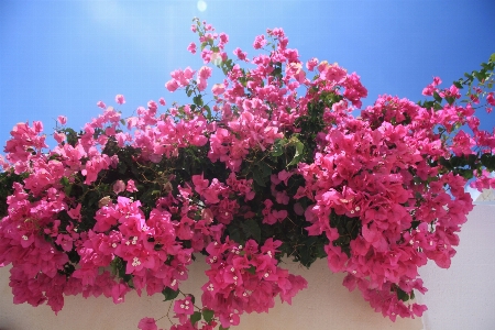 Tree branch blossom plant Photo